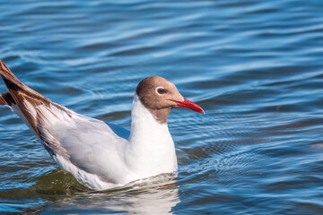 The common tern, Sterna hirundo, swims on a pond.