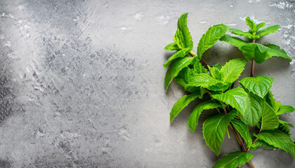 Fresh mint leaves herb on stone table. Top view with copy space © Uuganbayar
