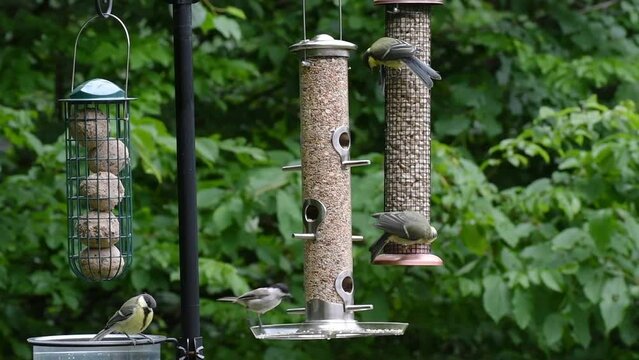 Photo of birds eating seeds from a bird feeder
