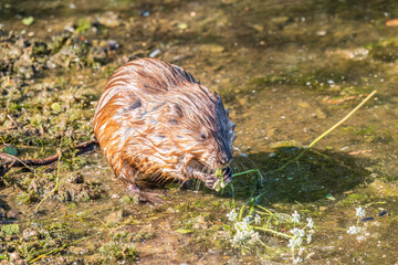 Wild animal Muskrat, Ondatra zibethicuseats, eats on the river bank