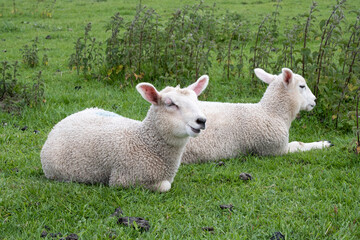 Naklejka na ściany i meble Two young lambs dozing in a field