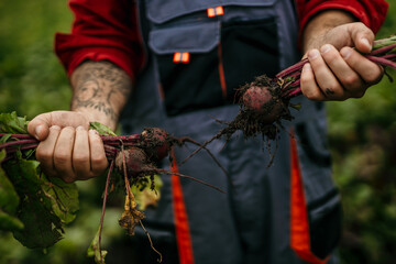 Close up shot of a farmer harvesting raw beet from the dirt.