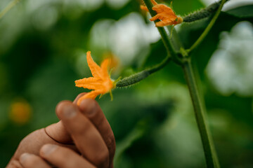 hand holding a flower