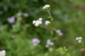 White Ageratum houstonianum flower in the garden