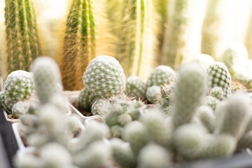 Closeup full frame background of natural green cactus with sharp white prickles in garde. beautiful...