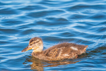 Cute little duckling swimming alone in a lake or river with calm water