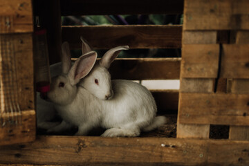 Obraz premium 2 cute rabbits standing on straw bedding with light shade at the farm. Farming animals beg for food.