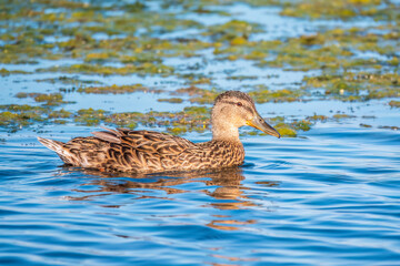 Mallard female Duck swims in the pond in the rain.