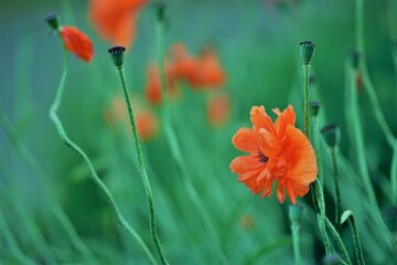 Glade of orange poppy flowers on a natural background.