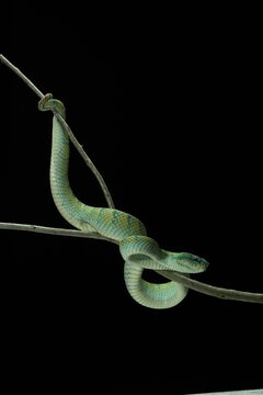 snake, viver, venom, venom, snake viver from Kalimantan island