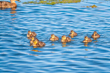 Cute little duckling swimming alone in a lake or river with calm water