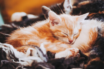 Portrait d'un adorable petit chat roux en train de dormir