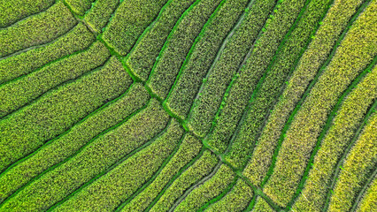 Aerial view of green rice field pattern and texture with natural conditions in Nanggulan, Kulon Progo, Yogyakarta, Indonesia. Javanese Rural scene, paddy terrace garden in a village. - Powered by Adobe