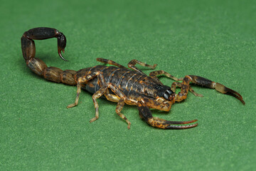 Scorpion (Lychas mucronatus) on green background, image with stacked. Brown scorpion isolated on green background.