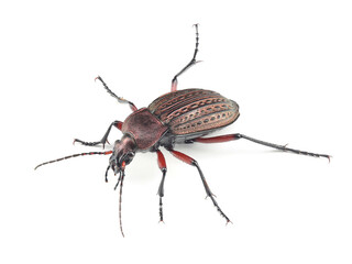 Ground beetle (Carabus granulatus) isolated on white