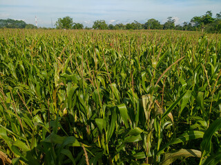 fields of corn that began to grow tall and dense