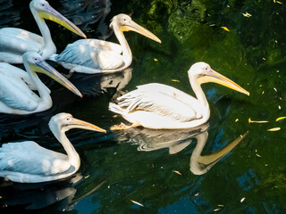 family of white pelicans swims in a pond close-up