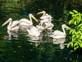 family of white pelicans swims in a pond close-up