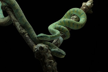 snake, viper, animal, viper snake native to Kalimantan island