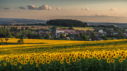 in the evening sun - In der Abendsonne