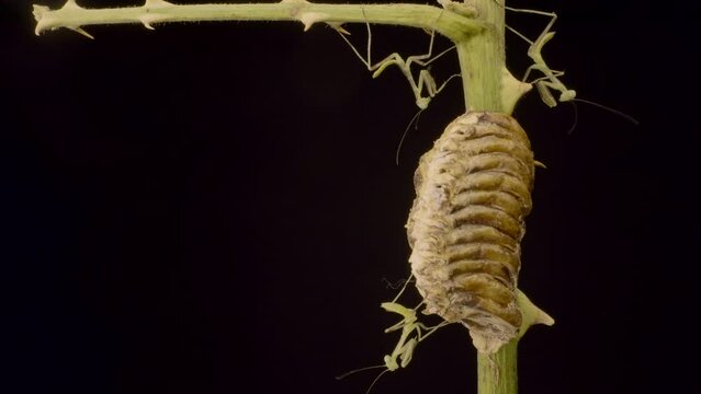 Group of newborn babies praying mantis sits on Ootheca (Oviparity) on black background. Transcaucasian Tree Mantis (Hierodula transcaucasica). Close up of nymph form of mantis insect