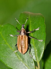 Diaprepes Root Weevil (Diaprepes abbreviatus) insect on Yaupon Holly leaves, nature destructive pest control garden Springtime.	