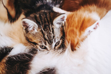 Close-up sur deux bébés chatons en train de téter leur maman