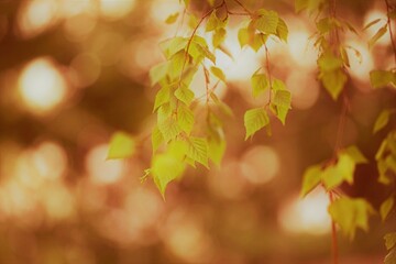 background of fresh lovely birch branches with green leaves.