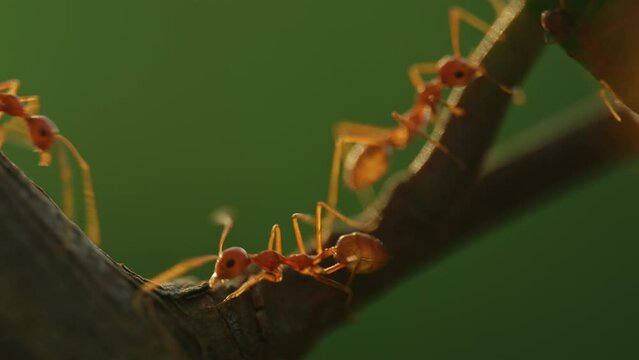Wild red ants colony run along a tree branch in tropical rainforest. Extreme close up macro shot of insect teamwork in the morning jungle on deep green background. Sunlight lens flare