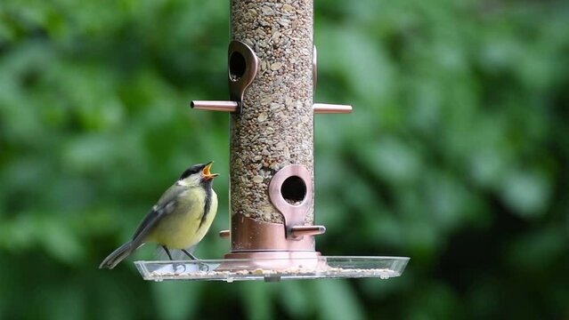 Photo of birds eating seeds from a bird feeder