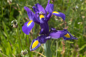 Iris flowers in a garden - 628040553