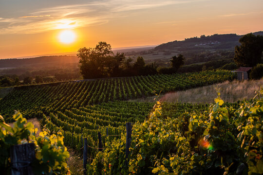 Vignes du Jura en AOC C&ocirc;tes du Jura, sur la commune de passenans