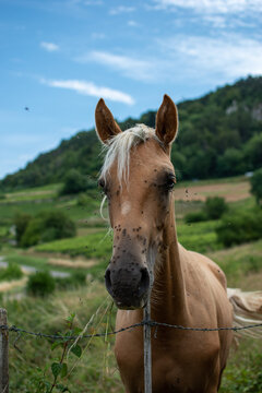 Cheval &agrave; c&ocirc;t&eacute; des vignes du Jura vers Poligny