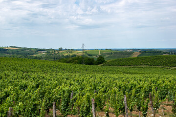 Fototapeta na wymiar Vue du vignoble d'Arbois, en premier plan des vignes de Savagnin
