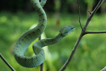 Naklejka na ściany i meble snake, viper, animal, Kalimantan, native Kalimantan viper snake 