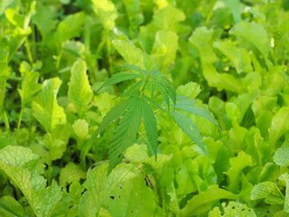 Cannabis plant growing in the garden. Young cannabis plant.