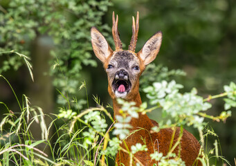 Roe Deer barking © mark