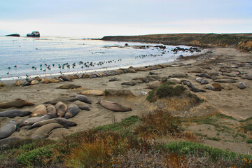 sea lions on the coast of California