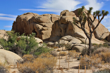 California desert