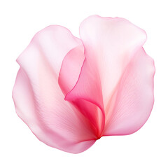 petals rose isolated on transparent background cutout - obrazy, fototapety, plakaty