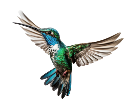 Flying hummingbird isolated