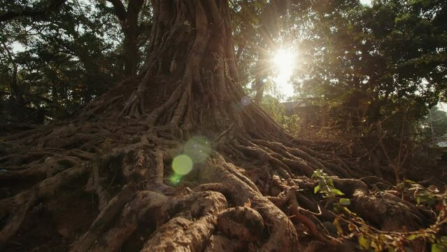 Powerful long roots around a large tree at dawn illuminated by the morning sun breaking through the branches. Mystical mysterious landscape with a dense tree. Concept of old mystical tree