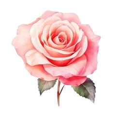 Watercolor rose flower isolated
