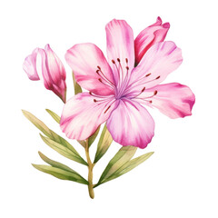 Watercolor pink flower isolated