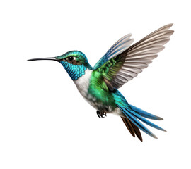 Fototapeta premium Flying hummingbird isolated