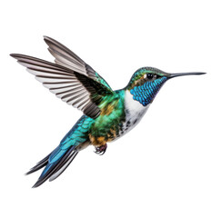 Naklejka premium Flying hummingbird isolated