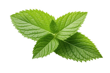 Mint green leaf isolated