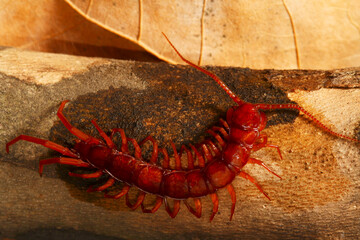Eupolybothrus transsylvanicus, the large dangerous European centipede