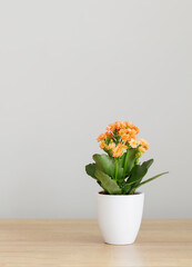 Kalanchoe in  white flower pot on  wooden shelf against  gray wall