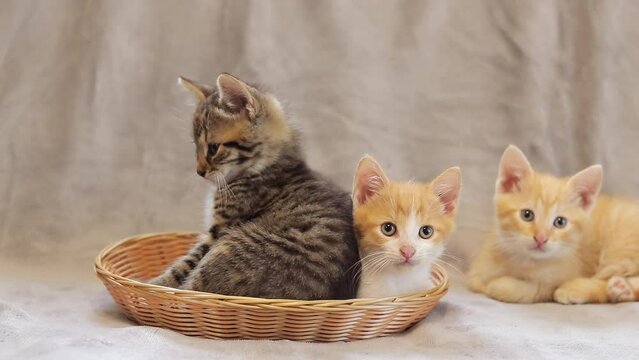 Active kittens play with each other. Cat fuss. Domestic playful kittens, the concept of comfort and care for animals